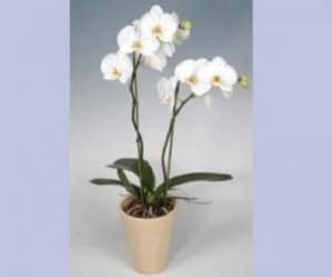 Plantas
