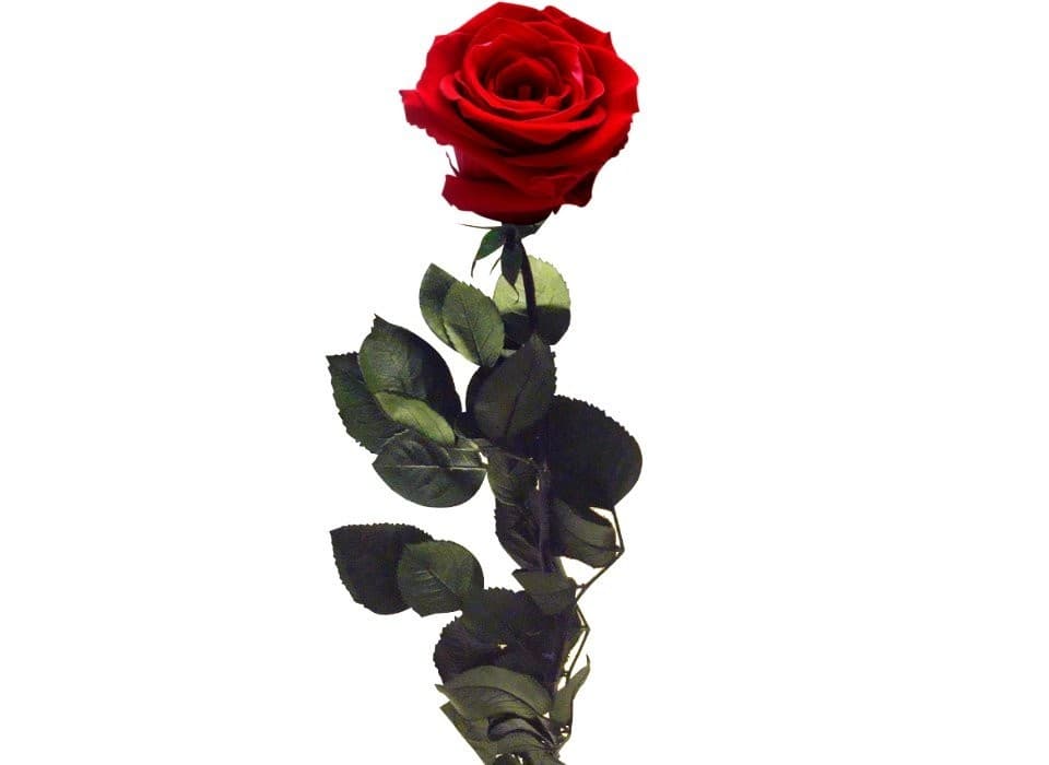 Rosas
